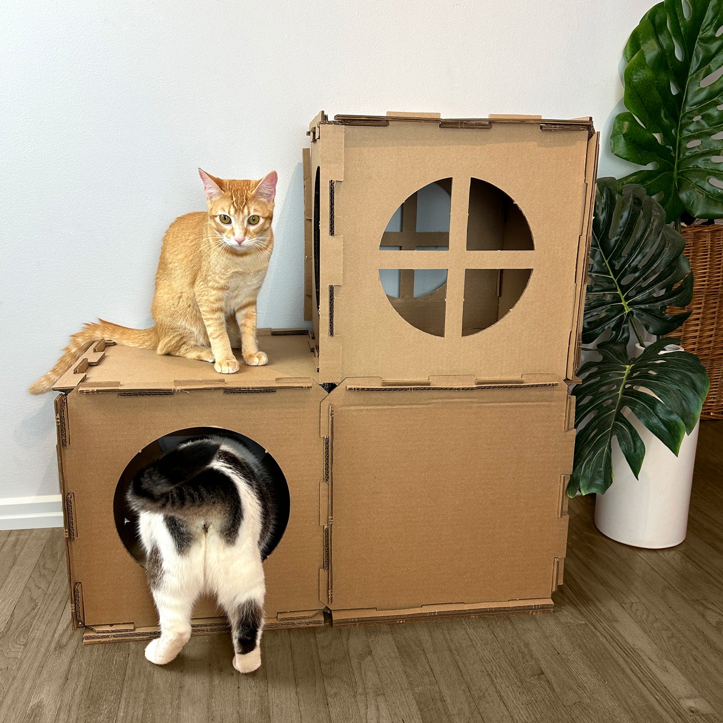 Cat Snappers Condo Kit