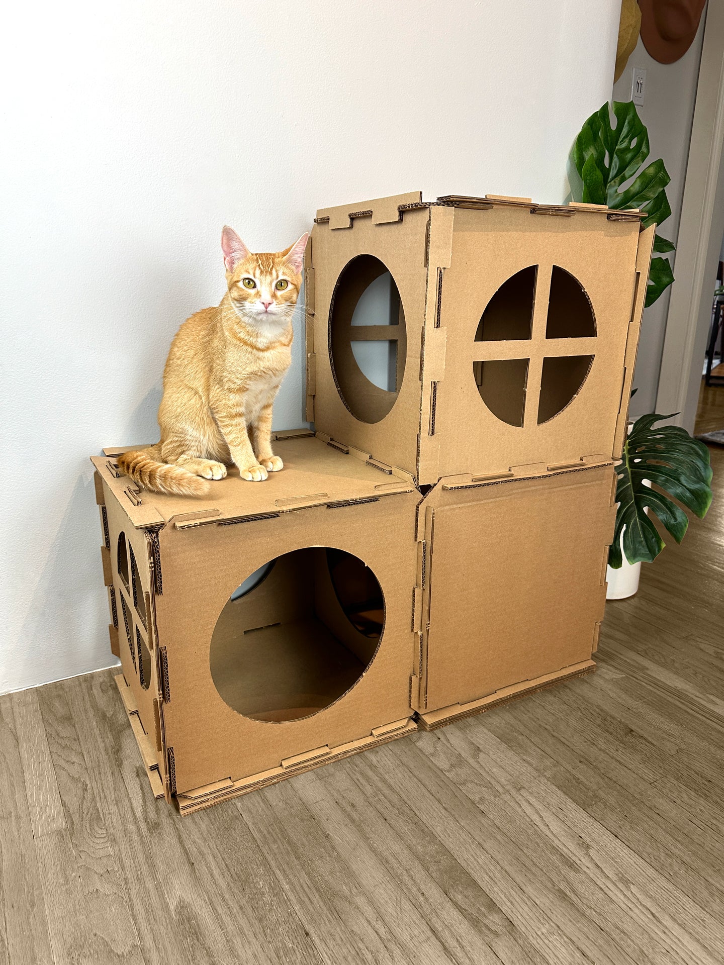 Cat Snappers Condo Kit